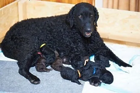 Szczeniata Curly Coated Retriever,  Pozostałe rasy