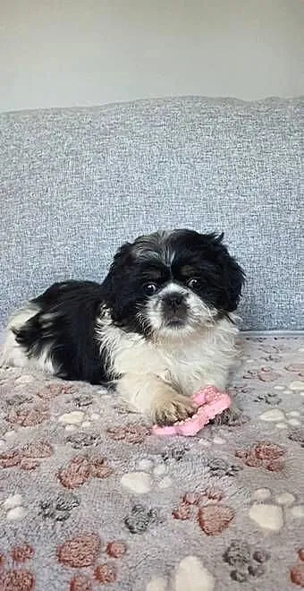 Suczka Shih-Tzu, Lubelskie, Puławy