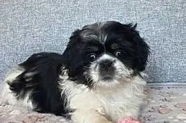 Suczka Shih-Tzu