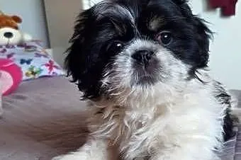 Suczka Shih-Tzu, Lubelskie, Puławy