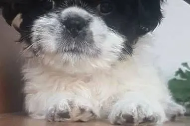 Suczka Shih-Tzu, Lubelskie, Puławy