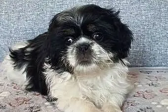 Suczka Shih-Tzu, Lubelskie, Puławy