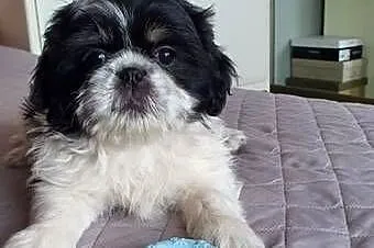 Suczka Shih-Tzu, Lubelskie, Puławy