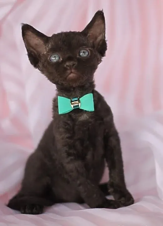 Devon rex niesamowite kociaki z rodowodem