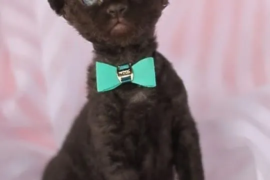 Devon rex niesamowite kociaki z rodowodem