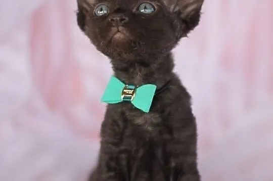 Devon rex niesamowite kociaki z rodowodem