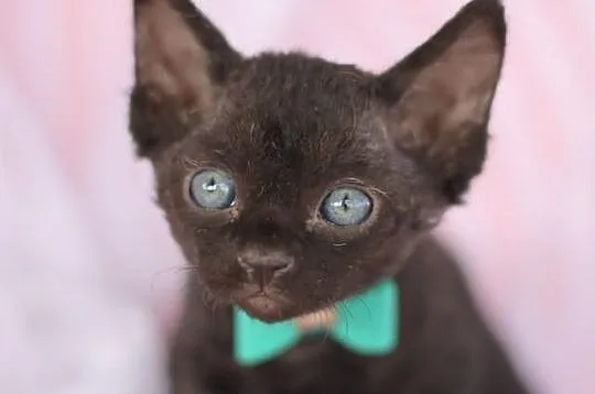 Devon rex niesamowite kociaki z rodowodem
