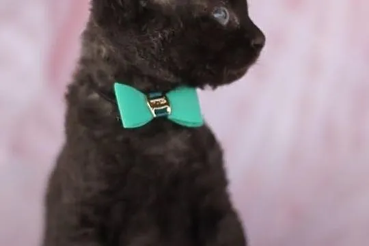 Devon rex niesamowite kociaki z rodowodem