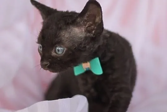 Devon rex niesamowite kociaki z rodowodem