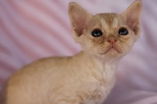 Devon rex niesamowite kociaki z rodowodem