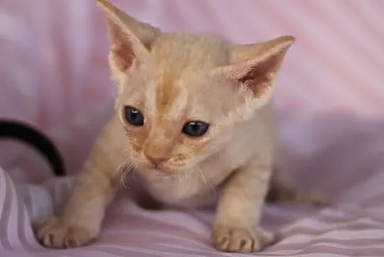 Devon rex niesamowite kociaki z rodowodem