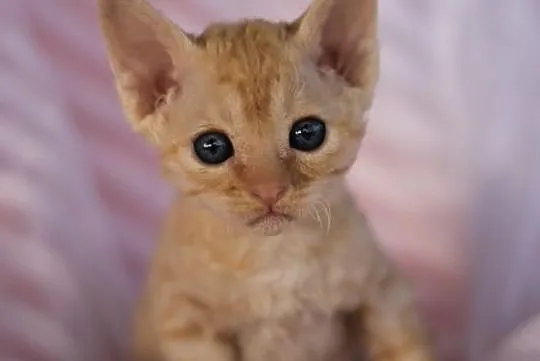 Devon rex niesamowite kociaki z rodowodem