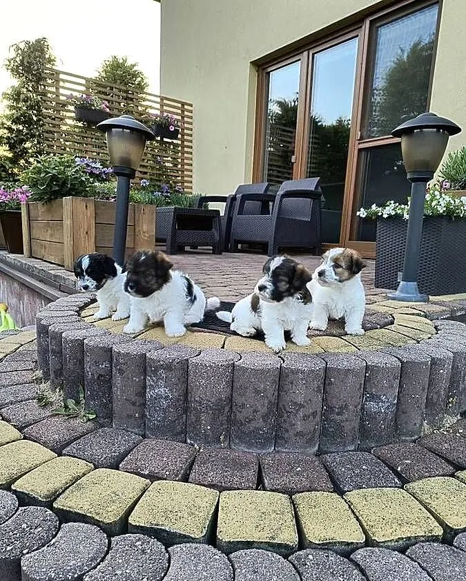 Jack Russell terrier, Śląskie, Nowy Broniszew