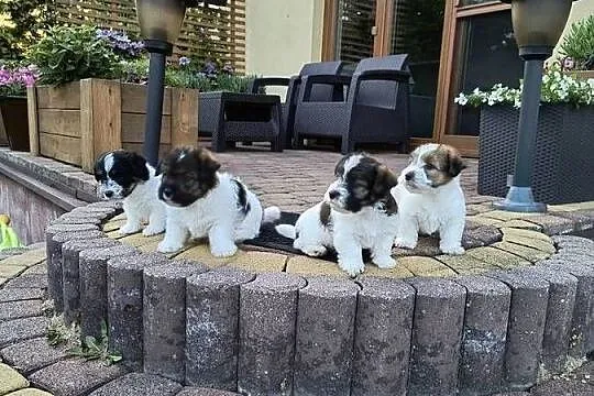Jack Russell terrier