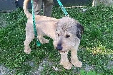 Floki prosi o dom,  mazowieckie Warszawa