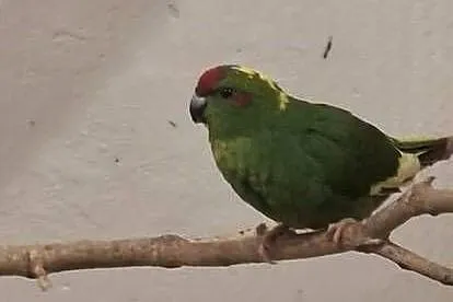 Papugi