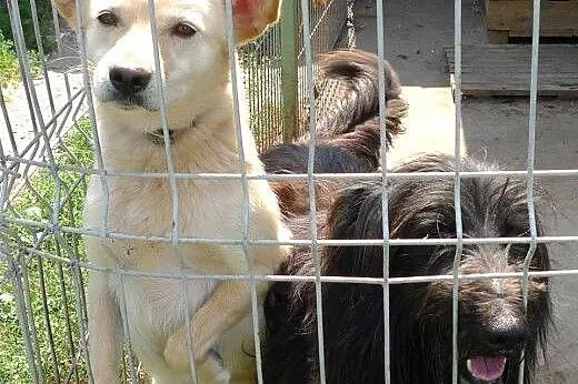EBI POSZUKUJE KOCHAJĄCEGO DOMU!!,  świętokrzyskie 