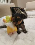 Yorkshire terrier suczka, rodowód, książeczka zdrowia,
