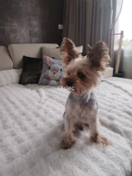 Yorkshire terrier suczka, rodowód, książeczka zdrowia,, , Zamość