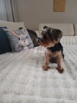 Yorkshire terrier suczka, rodowód, książeczka zdrowia,, , Zamość