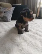Yorkshire terrier suczka, rodowód, książeczka zdrowia,