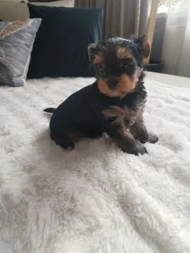 Yorkshire terrier suczka, rodowód, książeczka zdrowia,, , Zamość