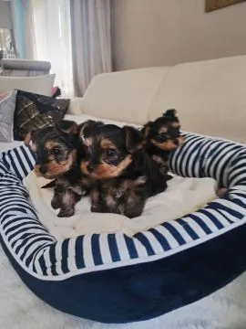 Yorkshire terrier suczka, rodowód, książeczka zdrowia,, , Zamość