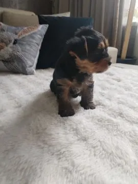 Yorkshire terrier suczka, rodowód, książeczka zdrowia,, , Zamość