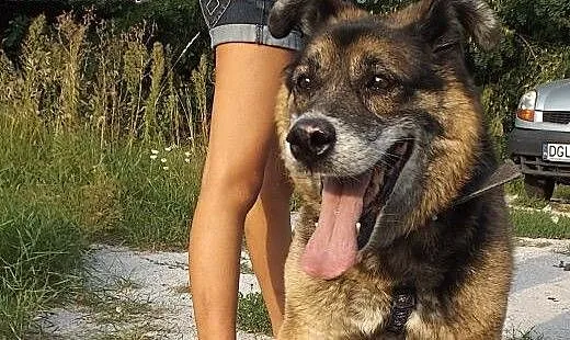 Towarzyski psi niedźwiadek Boryś, dolnośląskie Wr