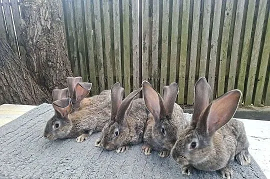 Olbrzymy belgijskie