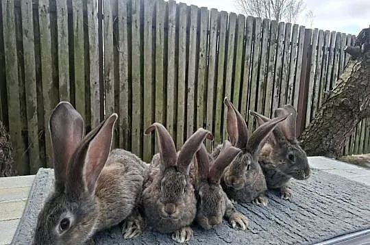 Olbrzymy belgijskie, Mazowieckie, Nowe Kozłowice
