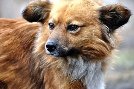 OBI- kochany maluch, niewielki psiak-bardzo miły, 