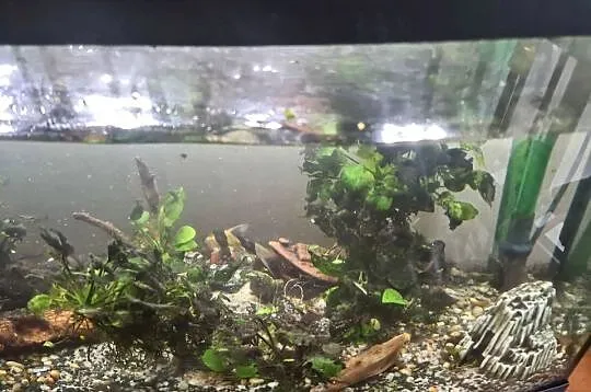 Akwarium 120l z filtrem zew I akcesoriami, Mazowieckie, Warszawa