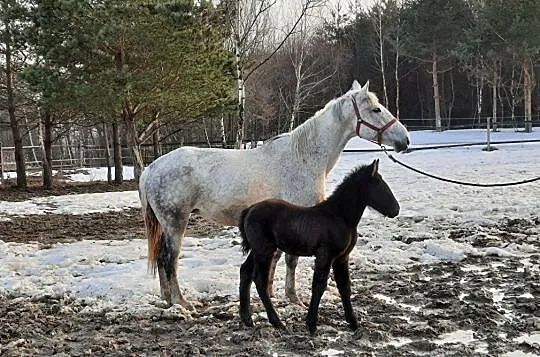 Klacz ze źrebakiem, , Gogołów