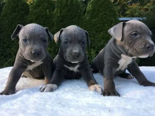 Dostępne szczenięta rasy American Staffordshire Terrier. Amstaff, Wielkopolskie, Poznań