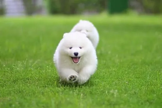 Siberian Love Samoyed Samojed