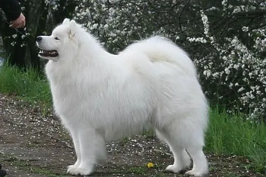 Siberian Love Samoyed Samojed