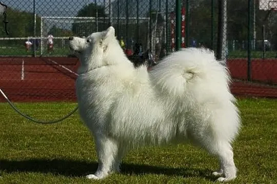 Siberian Love Samoyed Samojed