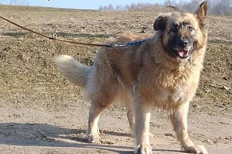 Abra, sunia trzyletnia bardzo duża,  kujawsko-pomo
