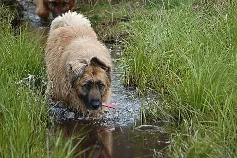 Abra, sunia trzyletnia bardzo duża,  kujawsko-pomo