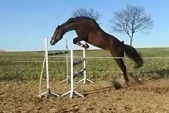 Klacz hodowlana, , 