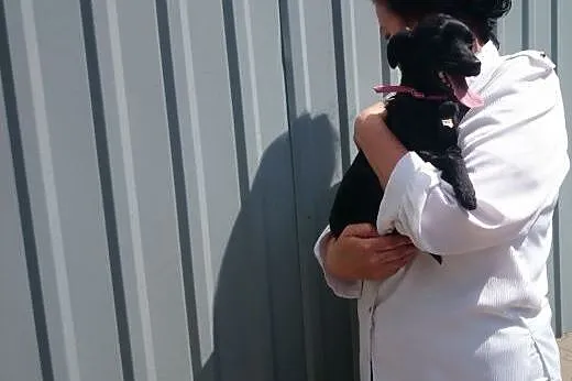 Sześciomiesięczna suczka Gaja prosi o pilną adopcj