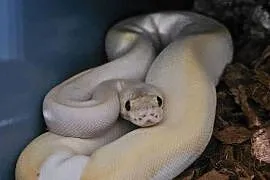 Pyton królewski samica Champagne yb pastel phantom