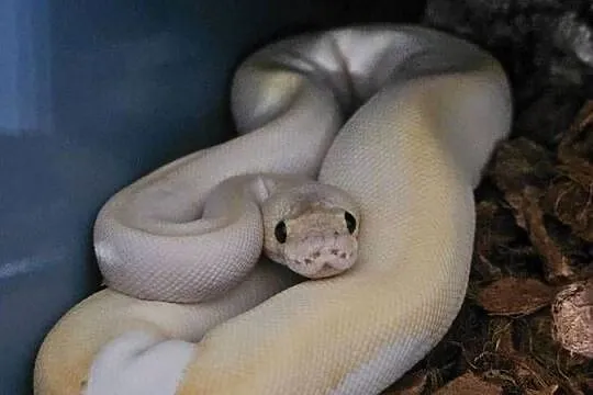 Pyton królewski samica Champagne yb pastel phantom