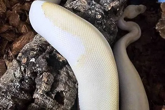 Pyton królewski samica Champagne yb pastel phantom, Śląskie, Chorzów