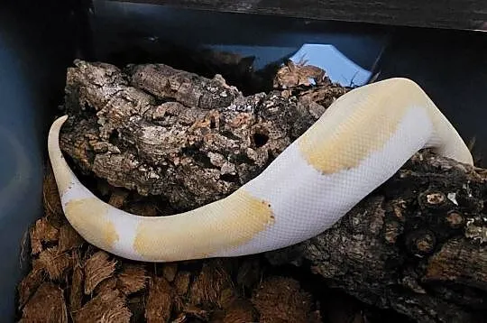 Pyton królewski samica Champagne yb pastel phantom, Śląskie, Chorzów