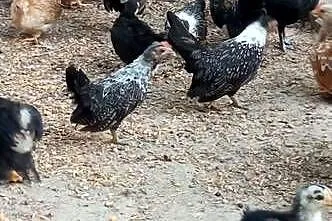 Kurki miniaturki seramki