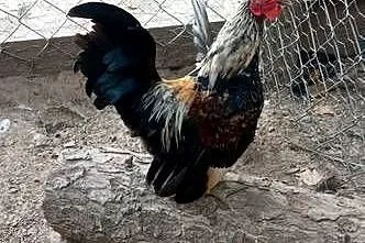 Kurki miniaturki seramki, Lubelskie, Tarzymiechy Trzecie