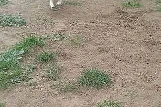CHIHUAHUA kremowa długowłosa, Mazowieckie, Ciechanów