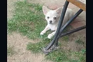 CHIHUAHUA kremowa długowłosa, Mazowieckie, Ciechanów